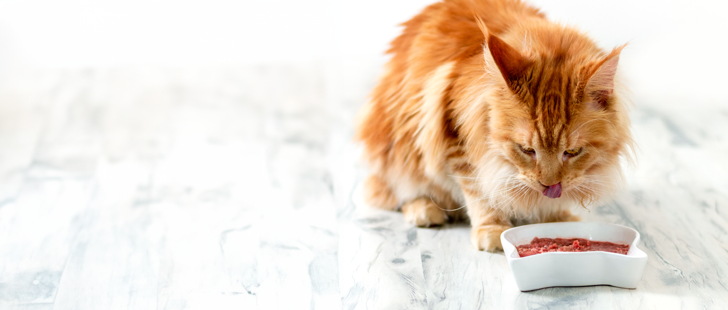 Fresh Cat Food